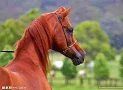 关于马竞场边指挥情绪激动，维尼修斯队员怒摔水瓶的信息